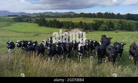 Cattle along a fence line in a field, Longridge North, Southland, New Zealand Stock Photo
