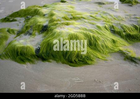 Sea Algae Photographed on the Mediterranean Shore, Israel Stock Photo