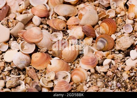 Seashells washed up on the Mediterranean shore Stock Photo
