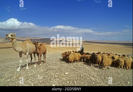 Israel, Negev desert, Bedouin shepherd and his herd of sheep Stock Photo