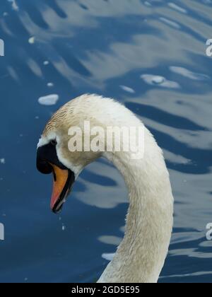 A portrait of the head and elegant, curving neck of a Mute Swan, with shimmering, blue, glassy waters as background. Stock Photo