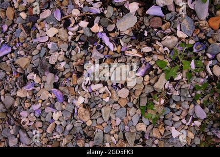 At low tide, shells and pebbles are exposed on the shoreline at the north end of Loch Caolisport Stock Photo