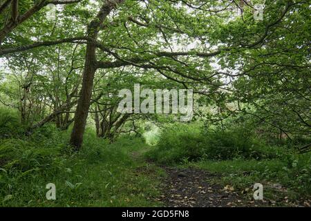 Dense woodland by St Columba's Cave Stock Photo