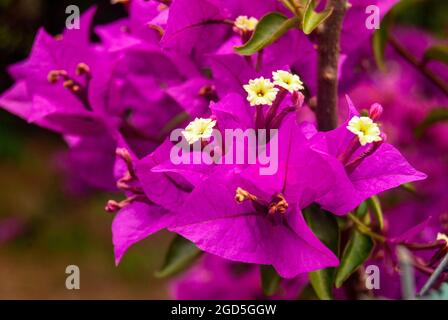 Macro shot of little white flowers blooming - Bougainvillea Glabra, Macro, Selective focus. Stock Photo