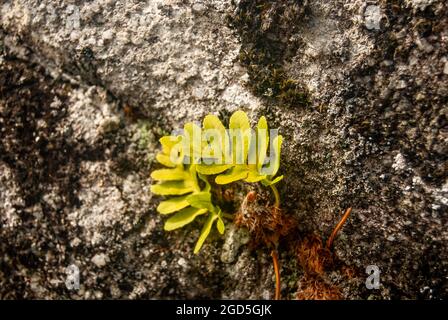 Little fern making its way through the stone wall - Common polypody Olypodium Vulgare, Selective focus, Space for text. Stock Photo