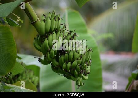 Green banana cluster on the tree Stock Photo