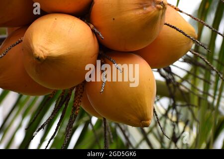 King coconut cluster on the tree Stock Photo