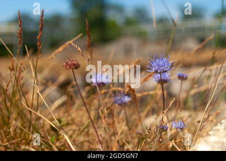 Sheep's-bit field flowers in the dry grass close-up - Jasione montana, Macro, Selective focus. Stock Photo