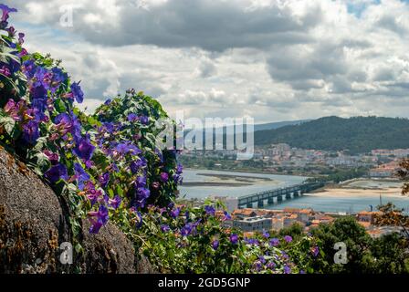 View at Viana do Castelo from Santa Luzia Mountain with morning glory flowers in the shot on a cloudy day - Panorama, Ipomoea purpurea. Stock Photo