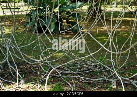 Lianas on tropical rainforest in Rio de Janeiro, Brazil Stock Photo
