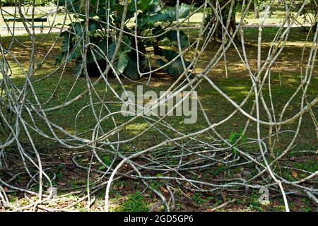 Twisted Jungle Vines Liana Plant Heart Shaped Green Leaves Isolated Stock  Photo by ©Nature_Design 385072508