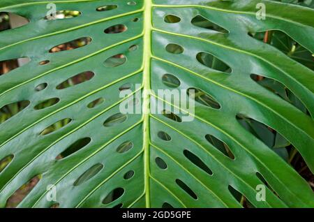 Swiss cheese plant leaf (Monstera deliciosa), Rio de Janeiro, Brazil Stock  Photo - Alamy