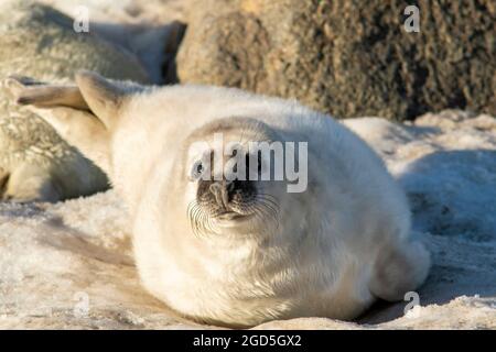 Grey seal (Halichoerus grypus) pup on the beach in Estonian nature Stock Photo