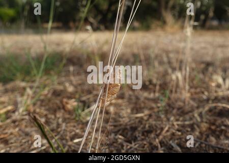 Cicada insects shed skin on plant twigs. Summertime nature. Stock Photo