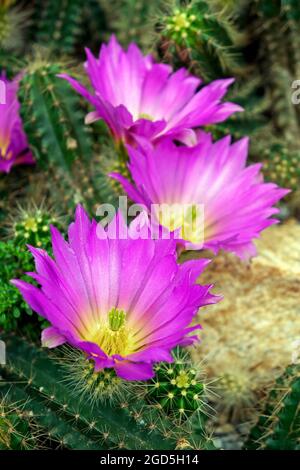 Bright pink cactus flowers (Echinocereus cinerascens) on desert garden Stock Photo