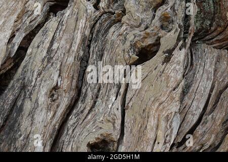 Old textured olive tree trunk. Wood background abstract nature. Stock Photo