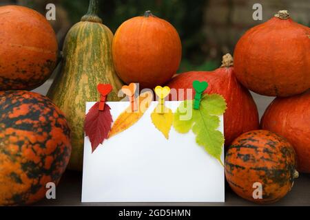 Autumn seasonal composition of bright fallen leaves, many orange pumpkins, multi-colored pins and blank sheet of paper for text. With gratitude, with Stock Photo
