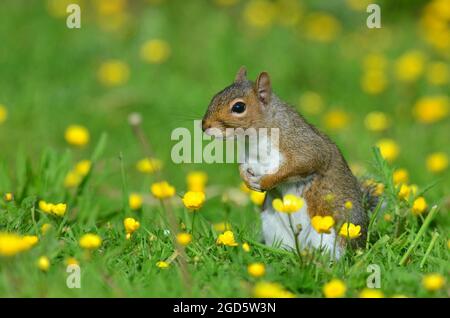 Grey squirrel Stock Photo