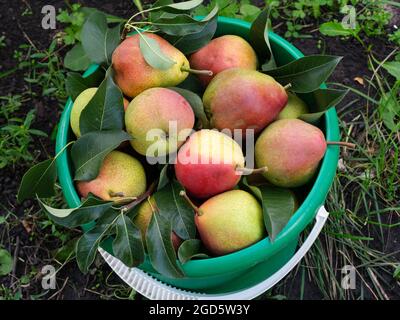 Ripe red pears with leaves in a green bucket outdoors