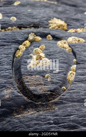 limpet home scar and barnacles on slate Traeth Llyfn Beach Porthgain Pembrokeshire Coast National Park Wales Stock Photo