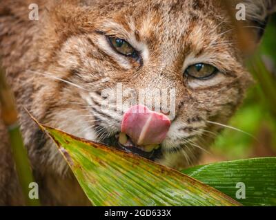 Full-frame close up of an American bobcat (Lynx rufus), also known as the red lynx. Stock Photo