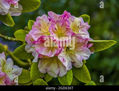 Beautiful pink blushed rhododendron flower closeup. Stock Photo