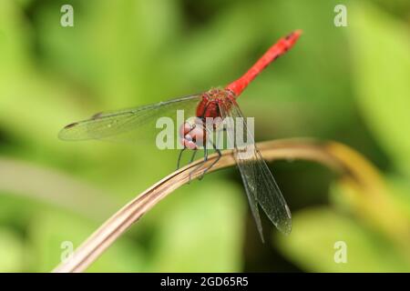 A hunting Ruddy Darter Dragonfly, Sympetrum sanguineum, resting on a reed. Stock Photo