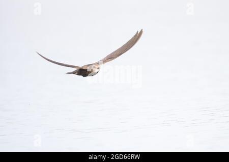 Common Swift (Apus apus) Norwich GB UK July 2021 Stock Photo