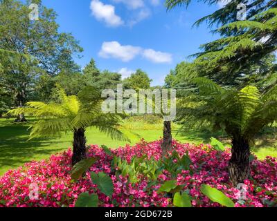 Small tropical palm trees and pink blooming flowers ornaments outdoors in Greenwich park in London Stock Photo