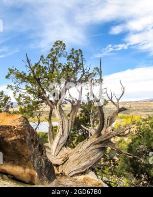 Partially dead Utah Juniper, Juniperus Osteosperma, forming bizarre twisted shape in the Petrified Forest State Park, Escalante, Utah. Stock Photo