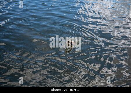various shots  of a small pond with lots of ducks Stock Photo