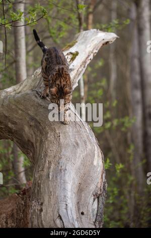 Curious Bengal cat walking on the tree in forest Stock Photo