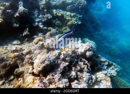 Underwater scene with Sohal, the King of the Surgeonfishes - Acanthurus Sohal Stock Photo