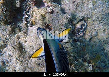 Underwater scene with Sohal, the King of the Surgeonfishes - Acanthurus Sohal Stock Photo