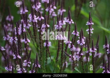 pink flowered blue Vervain in the Evening Stock Photo