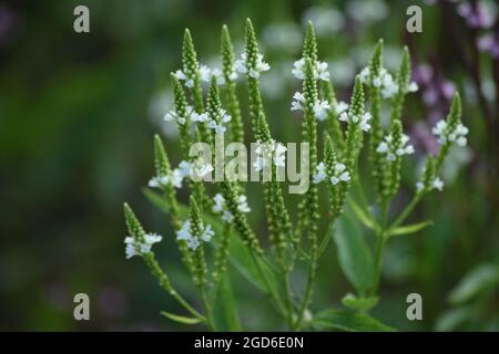 white flowered blue Vervain in the Evening Stock Photo