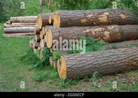 The stack of coniferous wood materials. Forestry theme scene. Logging landscape in summer - a close-up view of felled pine trunks timber stacked on th Stock Photo