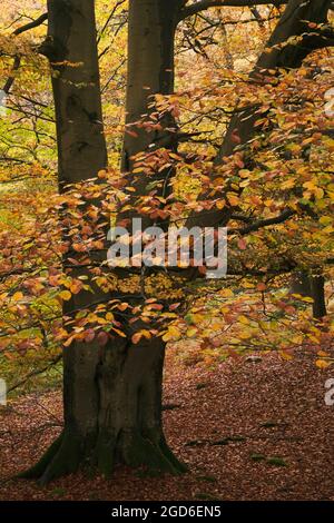 A beech tree in Penny Rock Wood near Grasmere, in an autumnal English Lake District Stock Photo