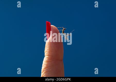 A female finger with red painted nails with praying mantis. A praying mantis on the finger with blue background. Stock Photo