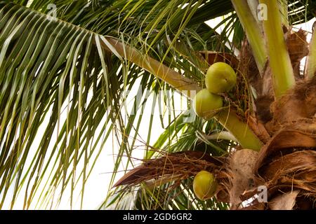 A coconut tree with many leaves and some green coconuts growing. Stock Photo