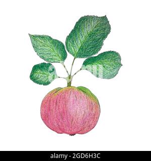 Drawing of an apple. Watercolor and pencil art. Branch with a bright pink apple and green leaves. On a white background isolated. Vector illustration. Stock Vector