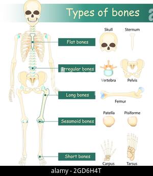 Human femur bones, vector hand drawn illustration isolated on a white ...