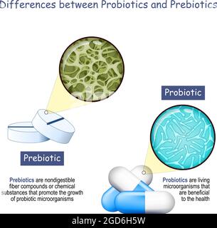 Prebiotics and Probiotics. Main Difference and comparison. Close-up of bacteria Lactobacillus in capsule and magnification of Dietary fiber Stock Vector