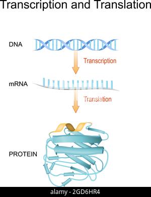 transcription dna to mrna. RNA polymerase for dna replication. vector ...