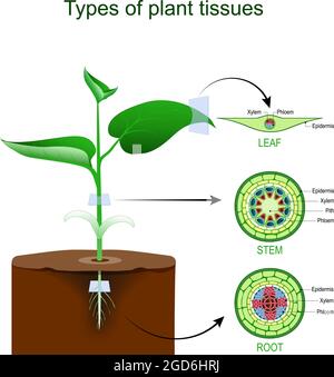 Plant vascular tissue. Xylem and phloem. Cross section showing vascular ...