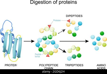Protein Digestion. Enzymes (proteases and peptidases) are digestion breaks the protein into smaller peptide chains and into single amino acids Stock Vector