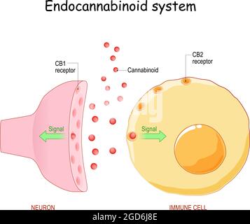 Endocannabinoid system. pharmacological effects of cannabis. Neuron with CB1 receptor and immune cell with CB2 receptor. Structure of a typical chemic Stock Vector