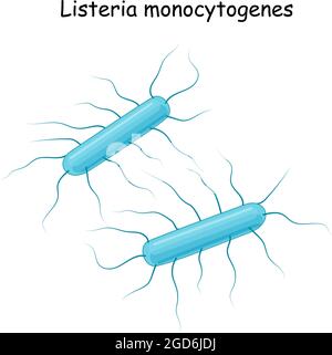 Vector Illustration Of Rod-shaped Bacteria Morphology. Bacilli Stock ...