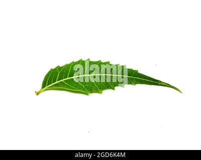 Azadirachta indica  A branch of neem tree leaves isolated on white background. Natural Medicine. Stock Photo