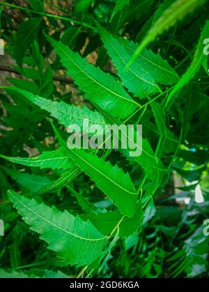 Azadirachta indica  A branch of neem tree leaves. Natural Medicine. Stock Photo